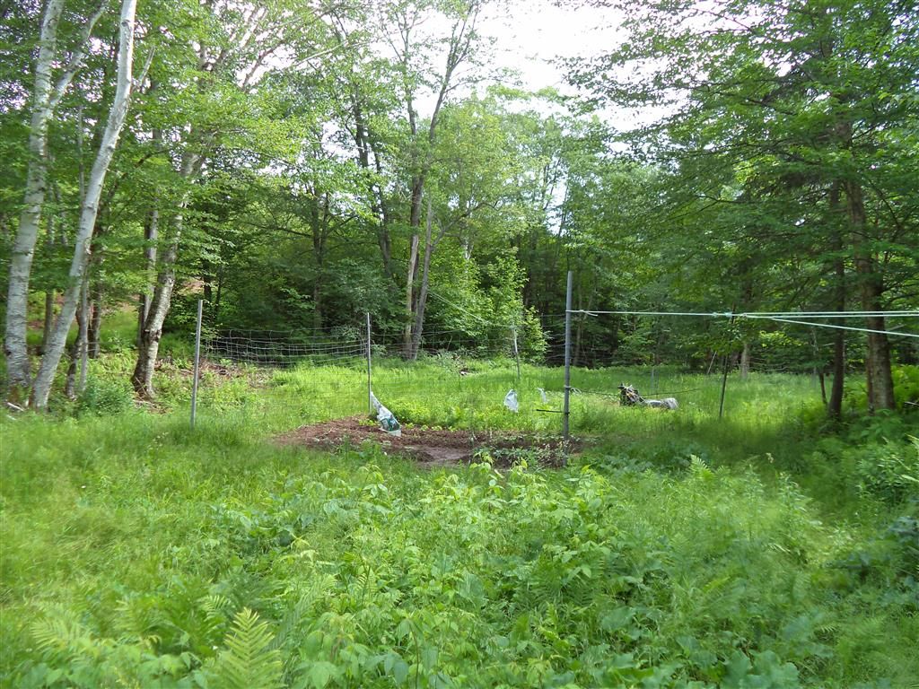 Moose1967 Killer Radish Food Plot Nova Scotia Hunting Forum